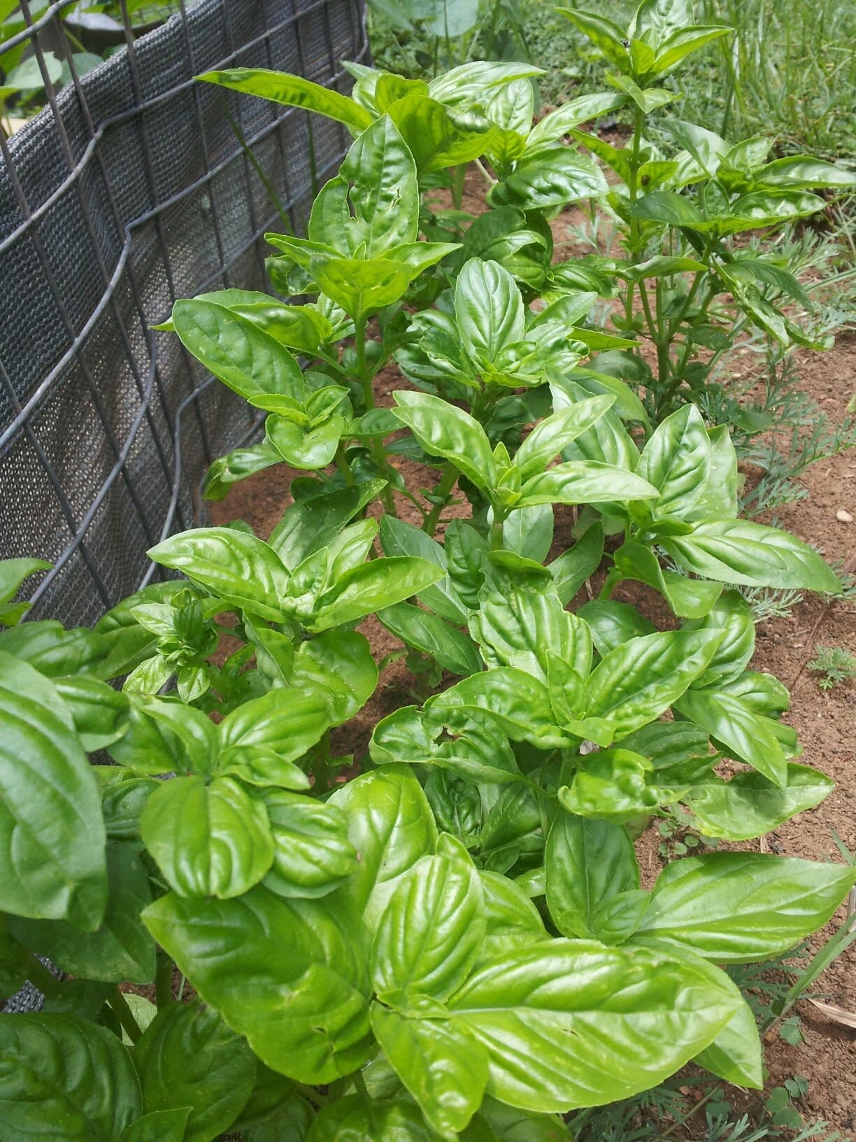 A dense patch of sweet basil plants growing in a garden bed, glossy oval leaves in opposite pairs