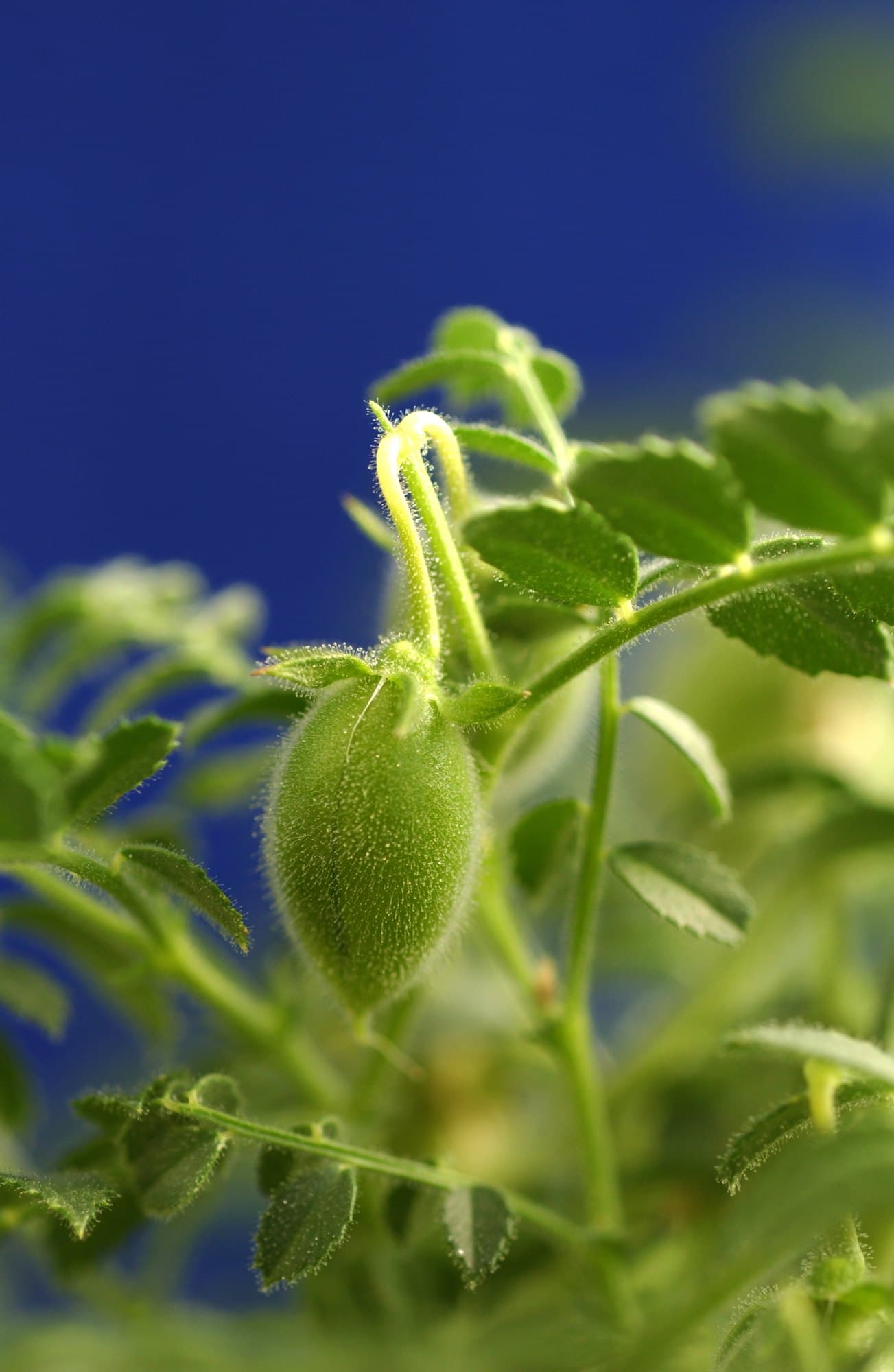 A chickpea plant with feathery toothed leaflets and a small inflated green pod