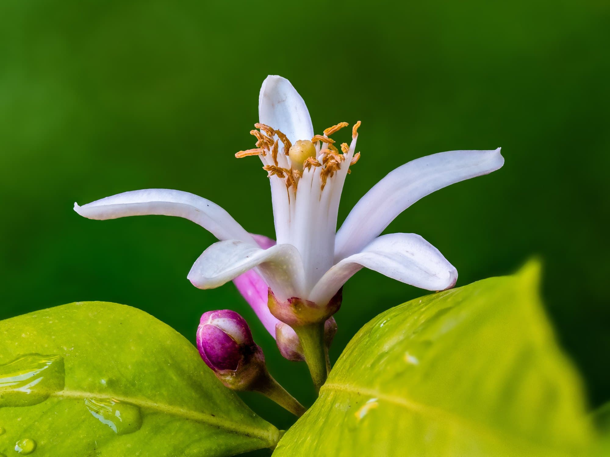 An open white lemon flower with orange stamens and a purple-flushed bud beside it