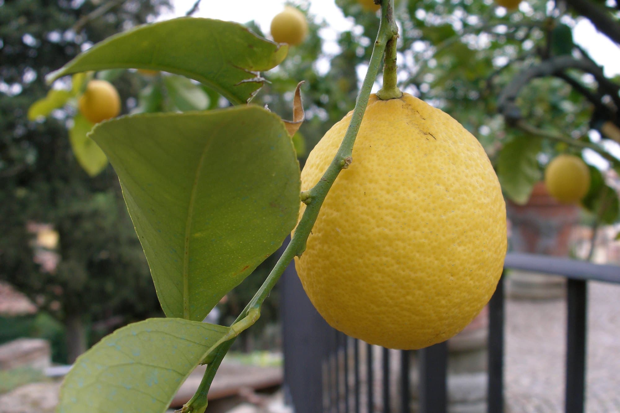 A single ripe yellow lemon hanging among glossy dark green leaves