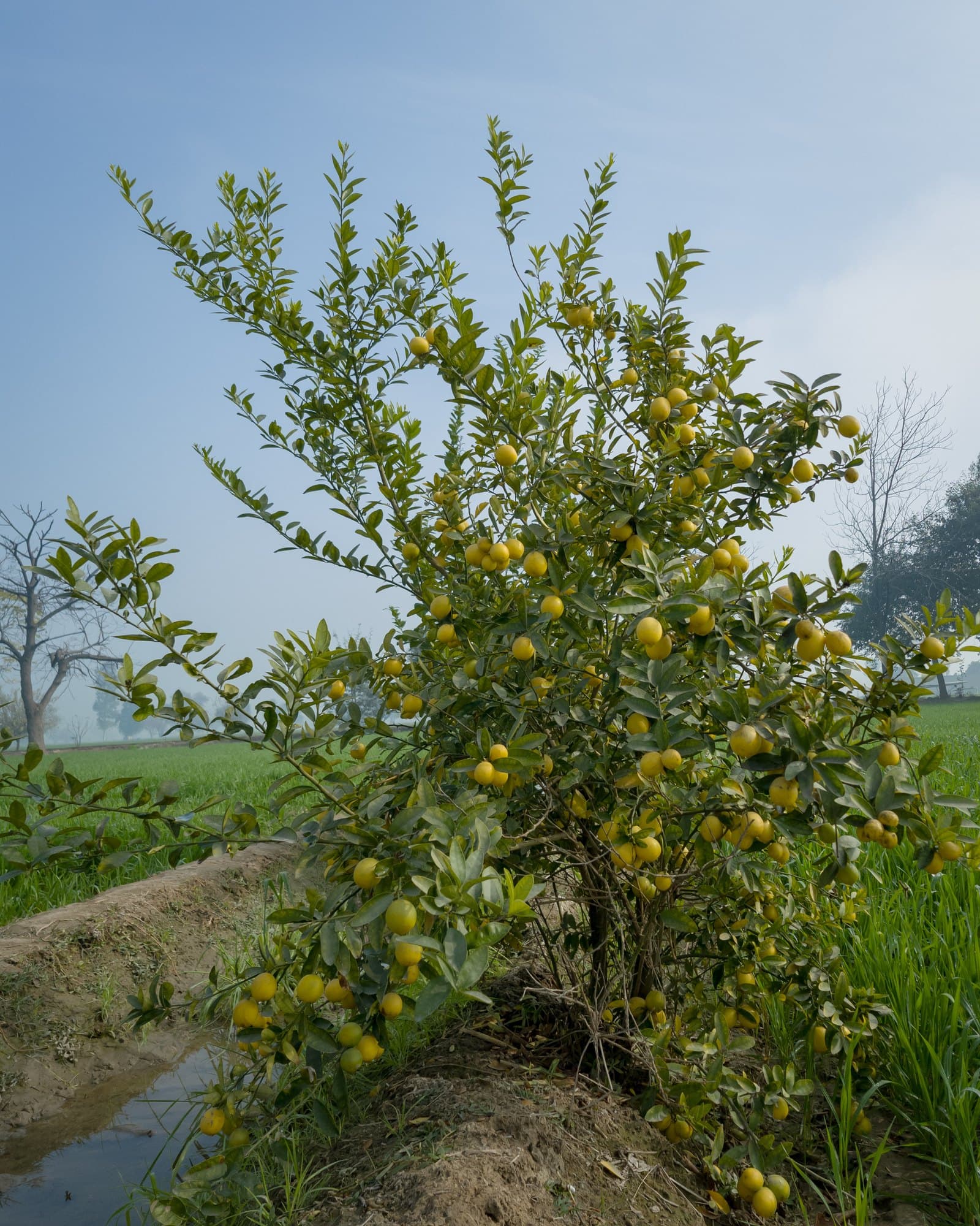 A small lemon tree heavy with yellow fruit in a field