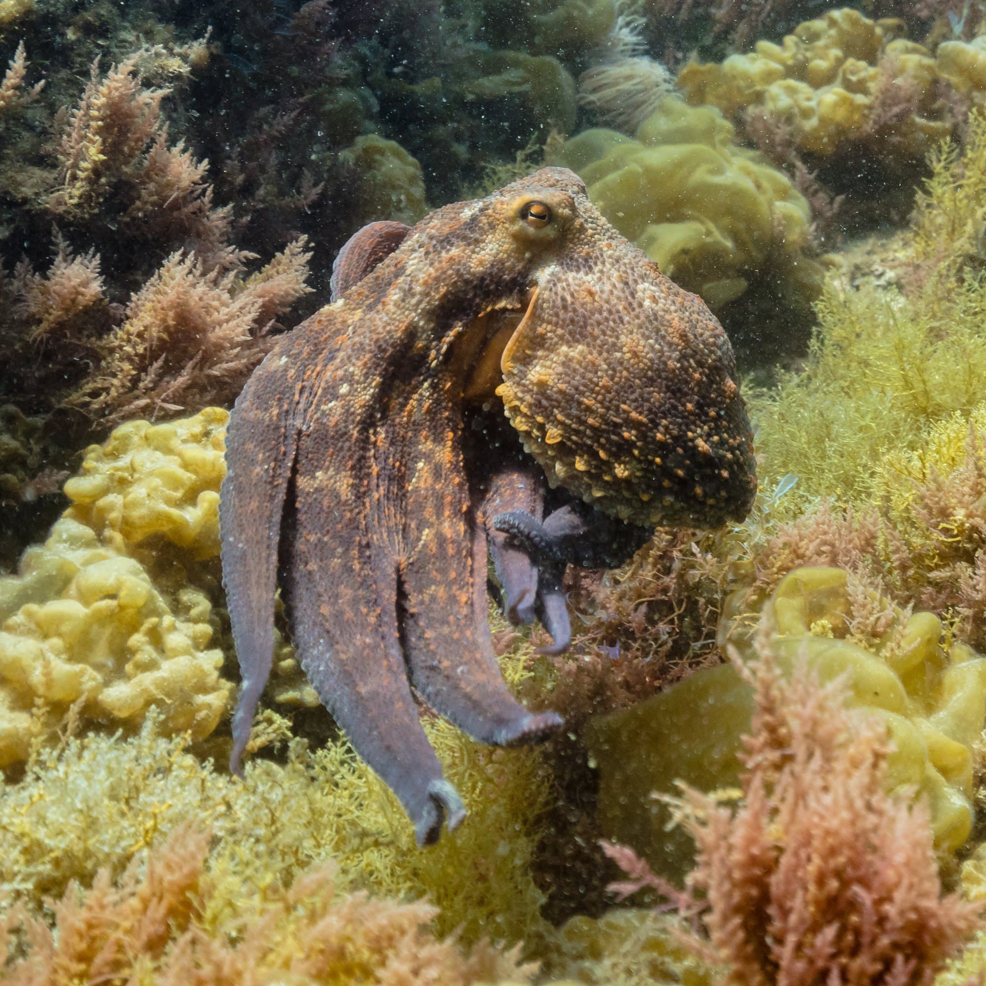 A live common octopus on a rocky seabed among seaweed, its mottled skin blending with the rock