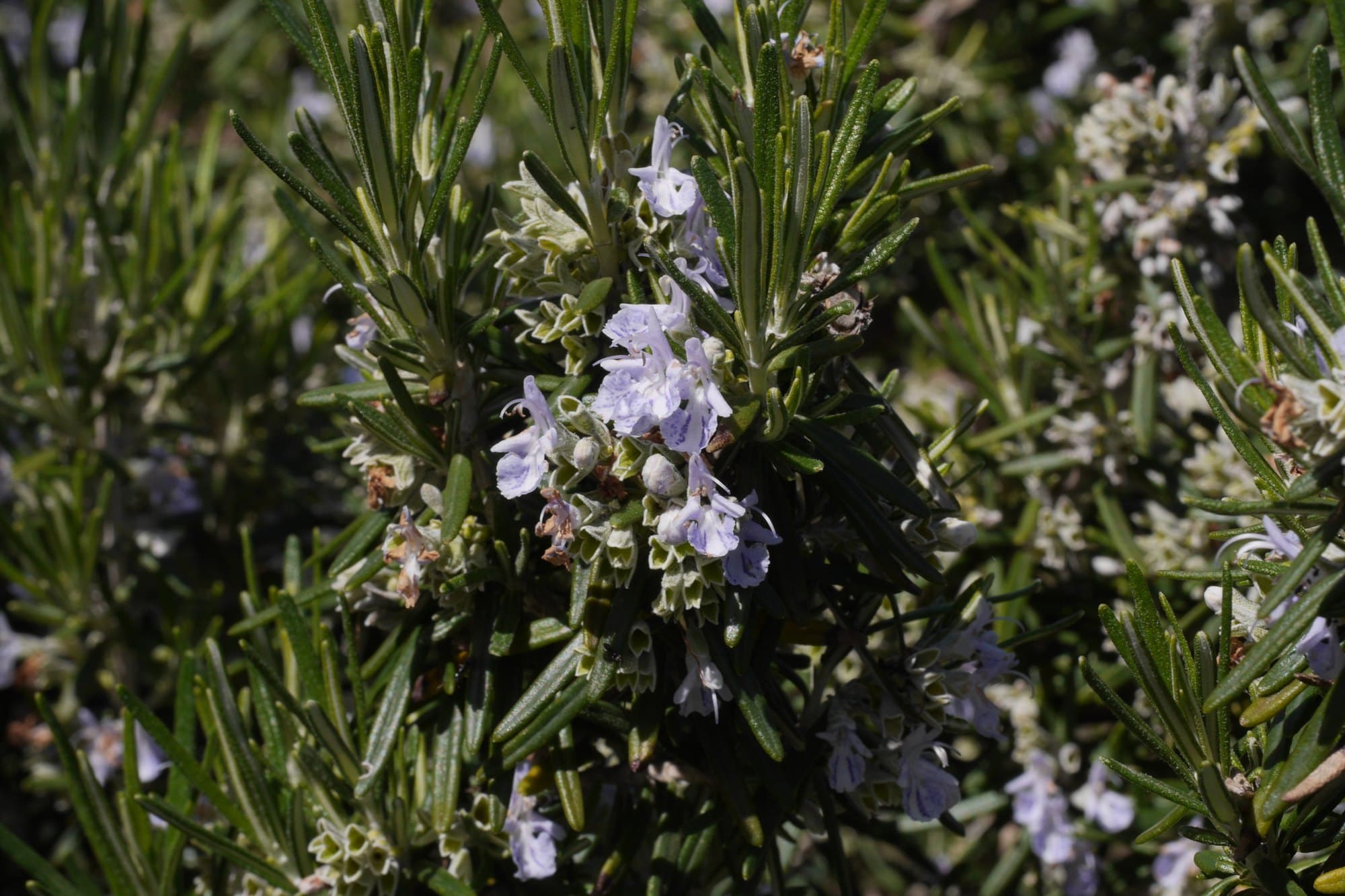 A flowering rosemary sprig with blue flowers and dark green needles