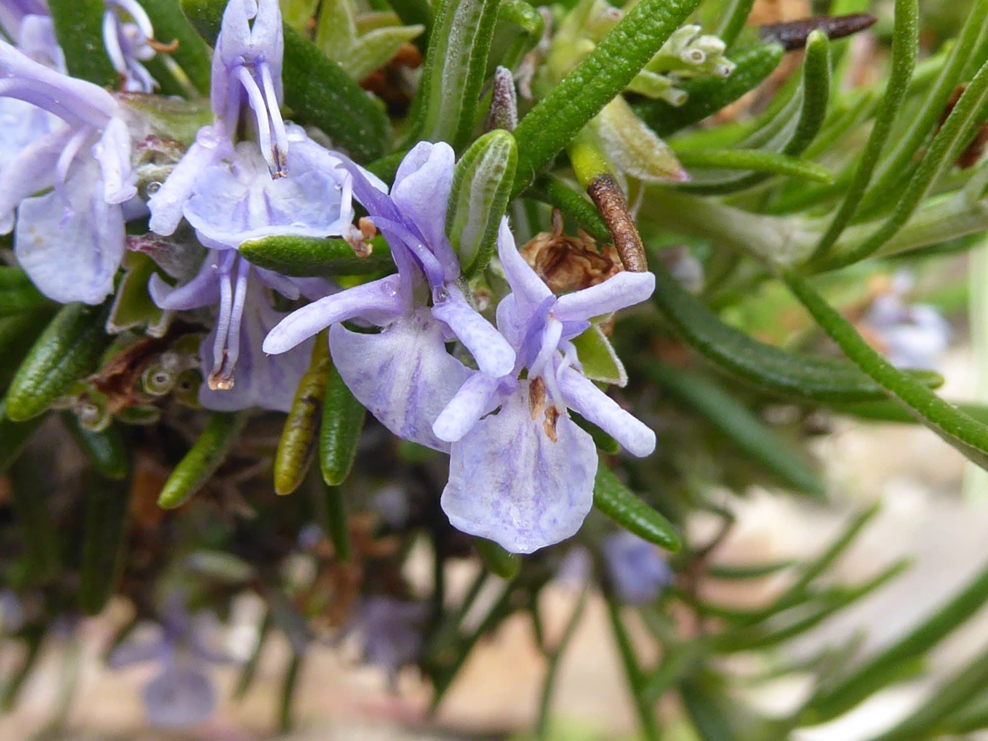 Close view of pale lilac-blue two-lipped rosemary flowers among the needle leaves