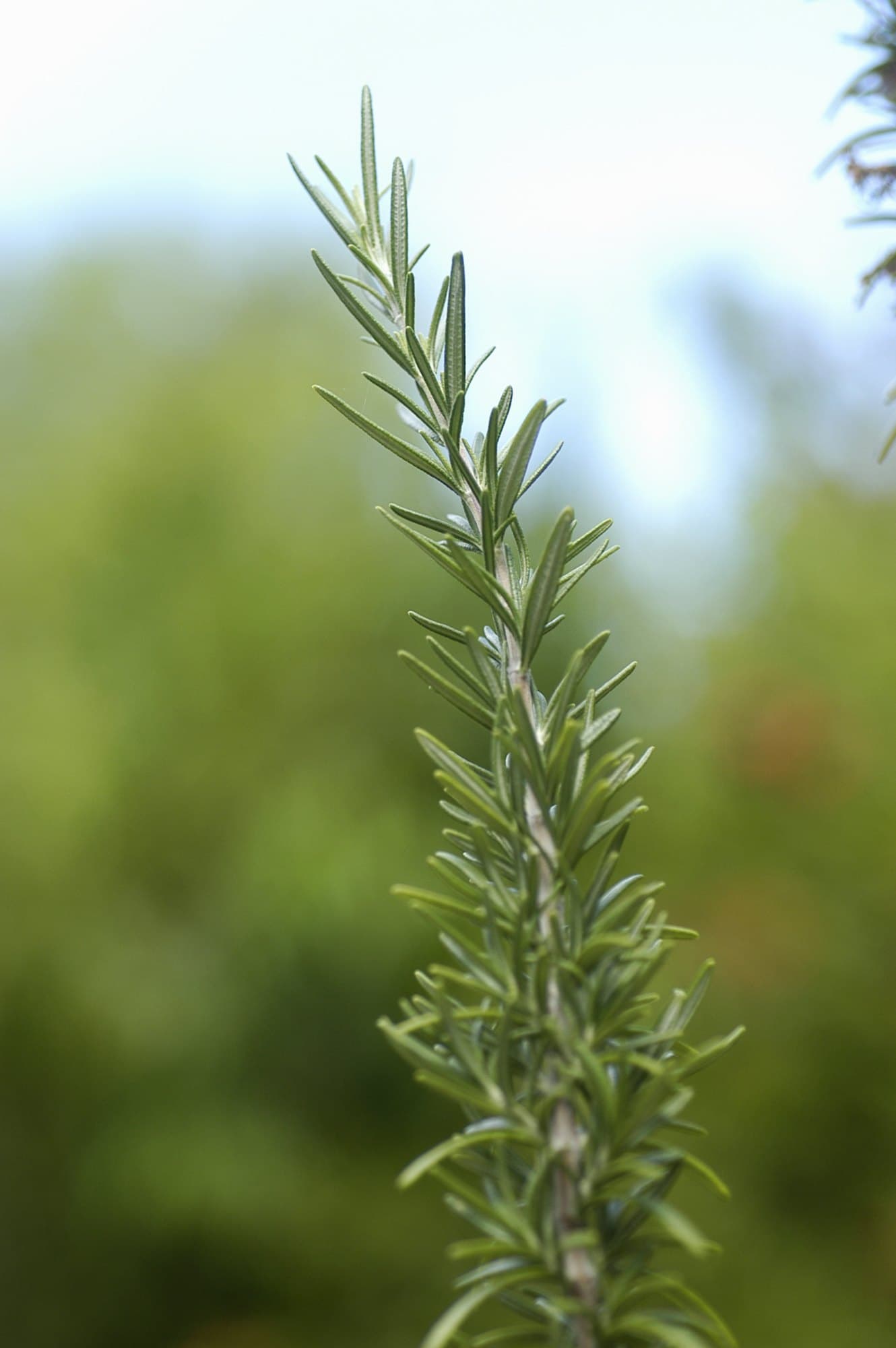 A rosemary sprig tip showing narrow needle-like leaves crowded along the stem