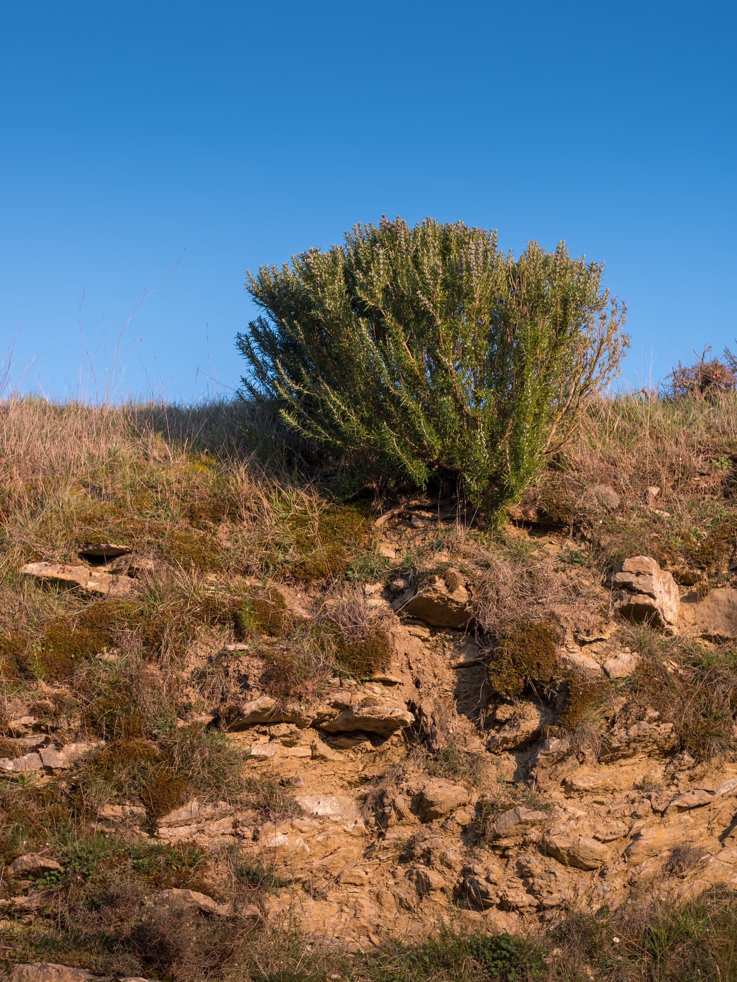 A wild rosemary shrub growing on a rocky, sun-baked hillside