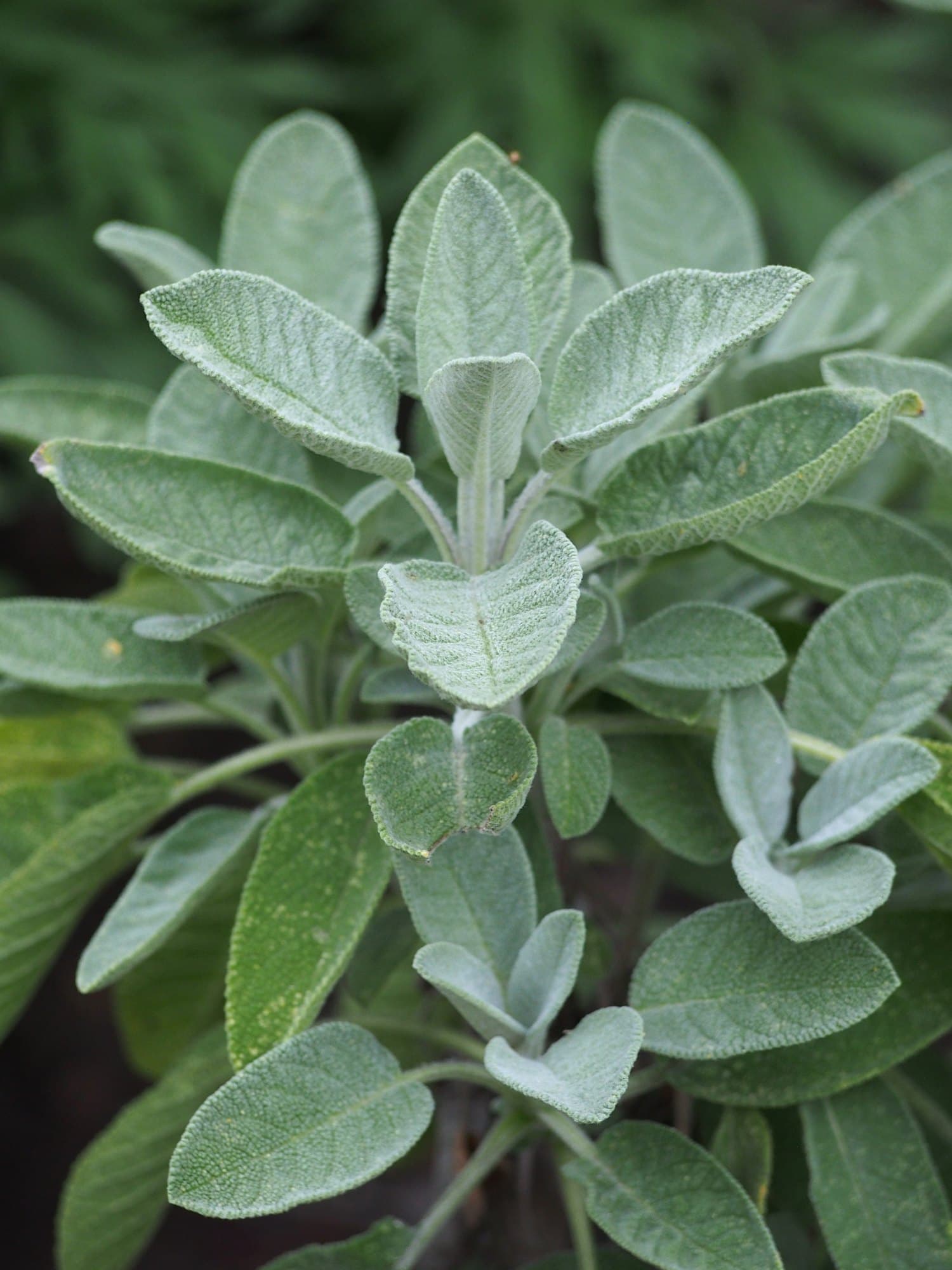 A common sage plant with grey-green velvety leaves in opposite pairs, photographed in a botanical garden
