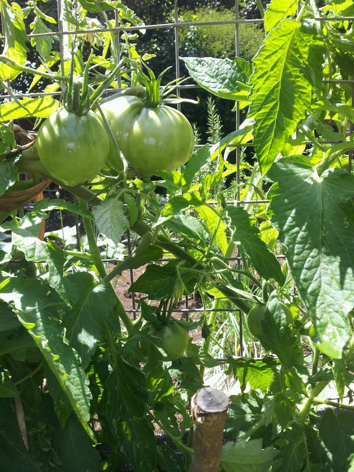 Green tomatoes hanging in clusters on the vine among the leaves