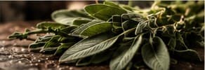 Fresh sage leaves on a dark board