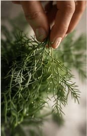 A hand holding a sprig of dill