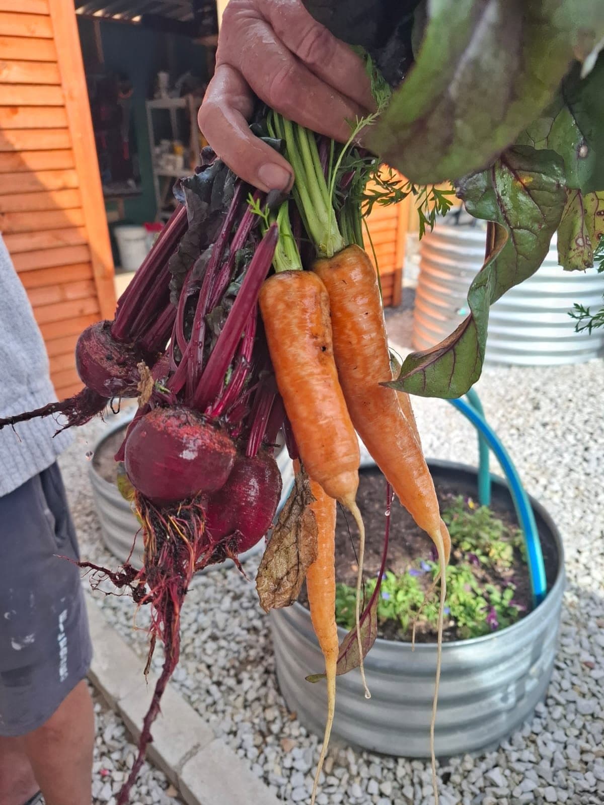 Freshly picked beetroot and carrots, soil still on them