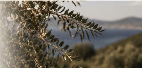 An olive branch against a coastal hillside and sea
