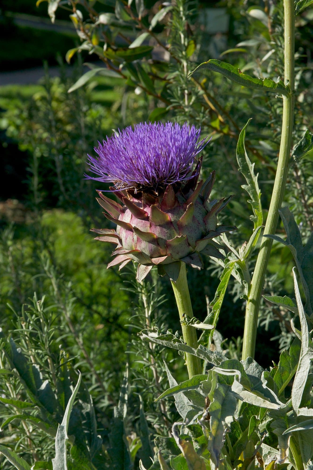 An artichoke bud that has opened into a large violet-purple thistle flower