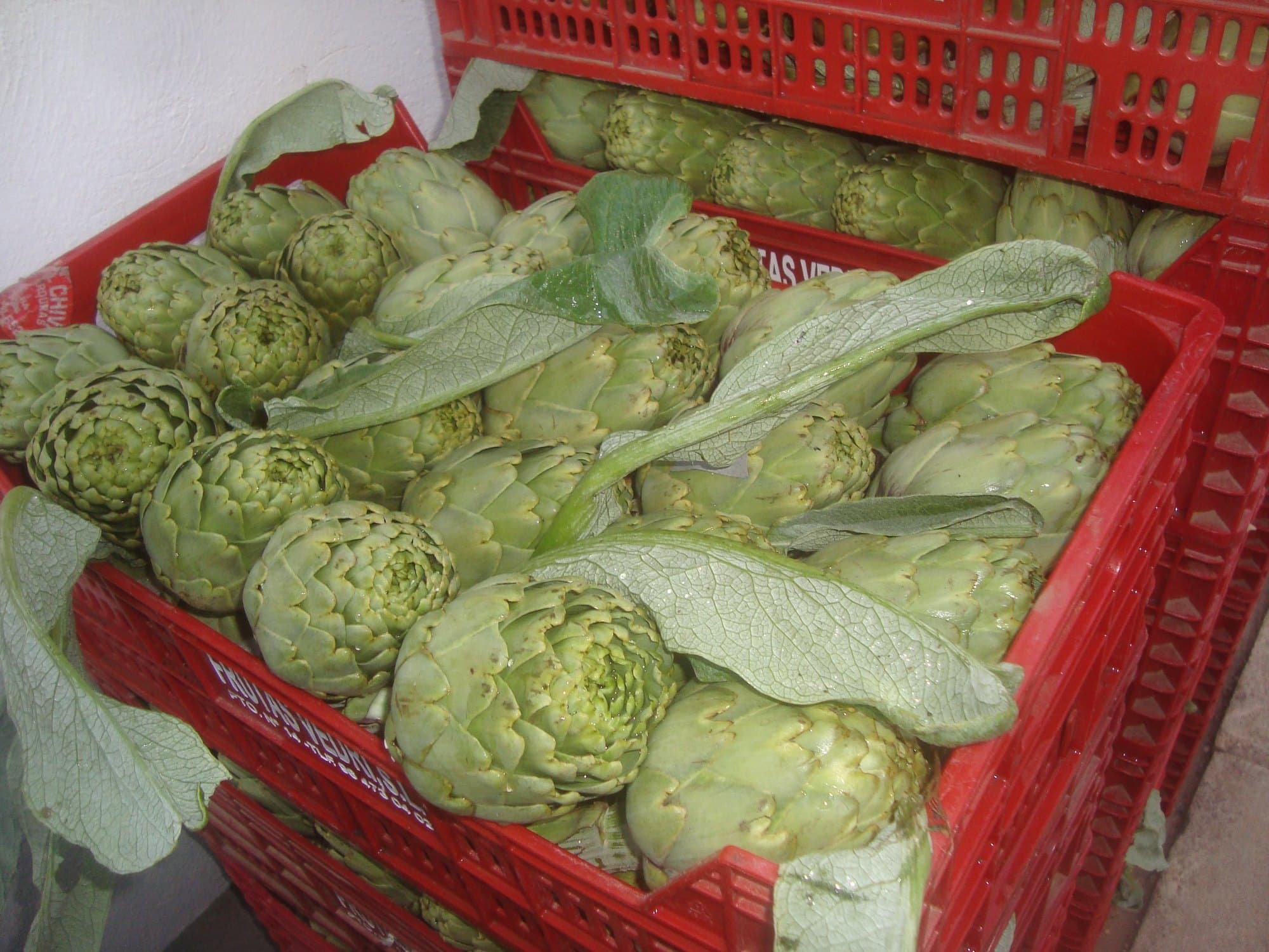 Freshly harvested globe artichokes with stems and leaves in a red crate