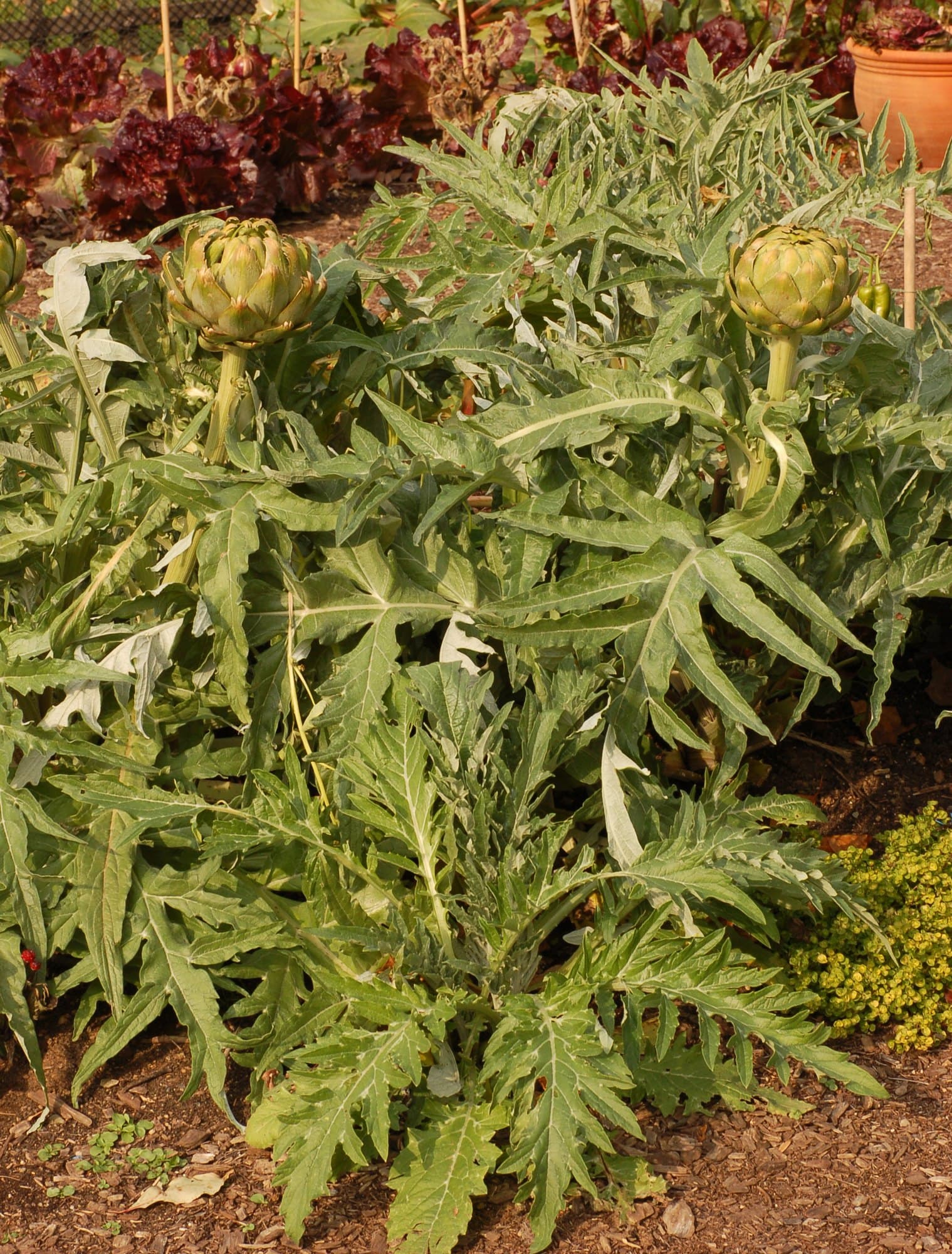 Globe artichoke plants with arching grey-green lobed leaves and buds forming on tall stems