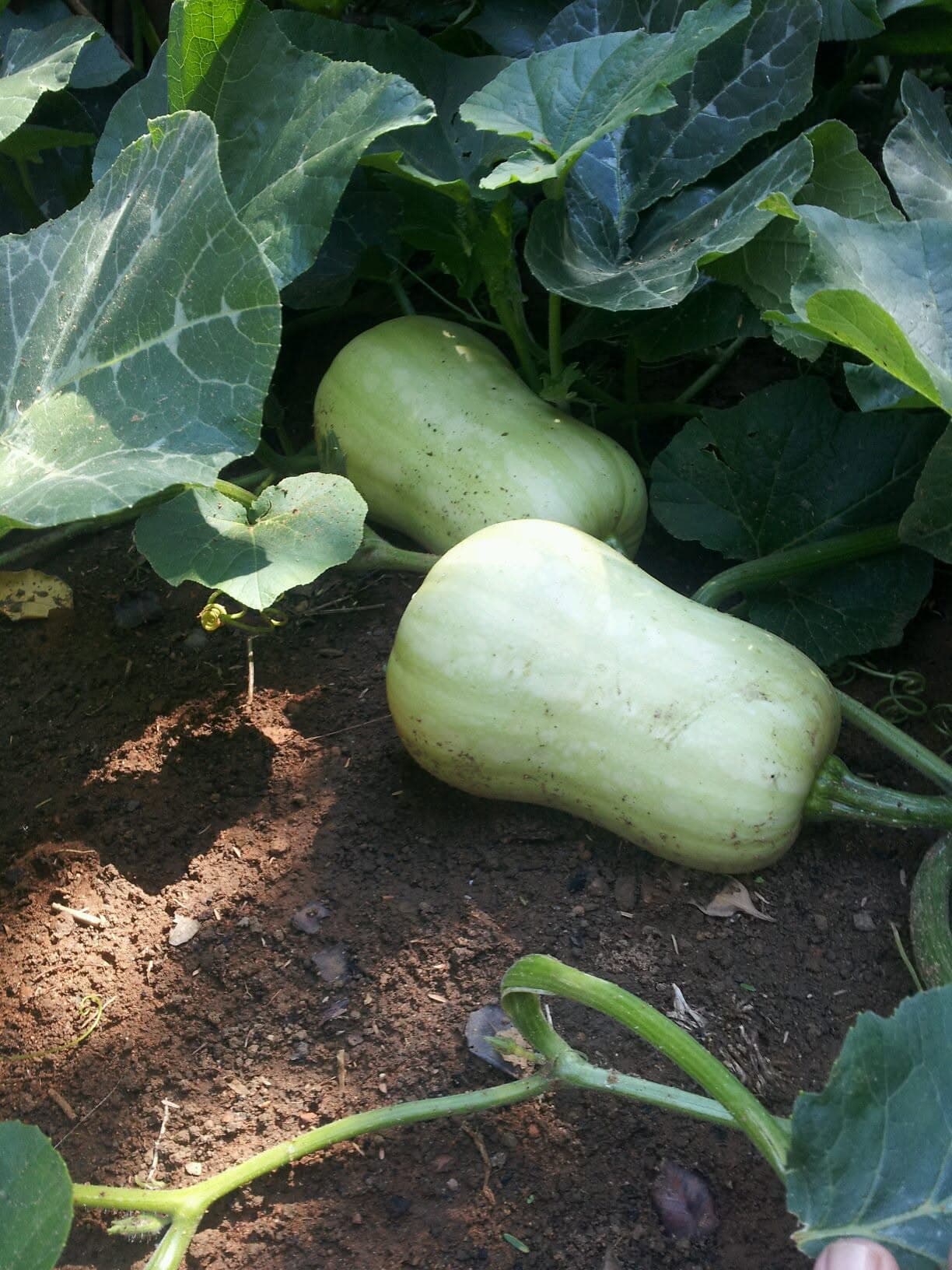 Two pale butternut squashes forming on a trailing vine in a garden bed, large rough leaves around them