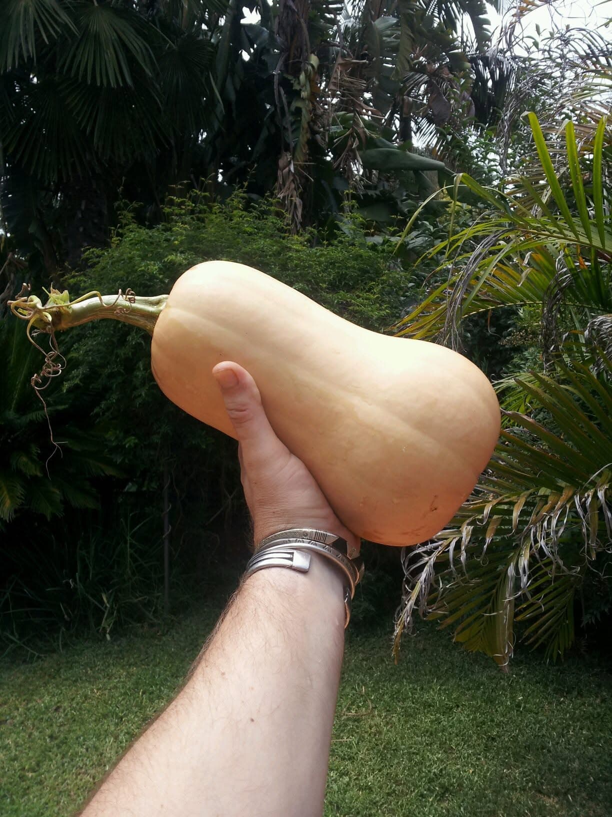 A ripe tan butternut squash held up by its stem in the garden