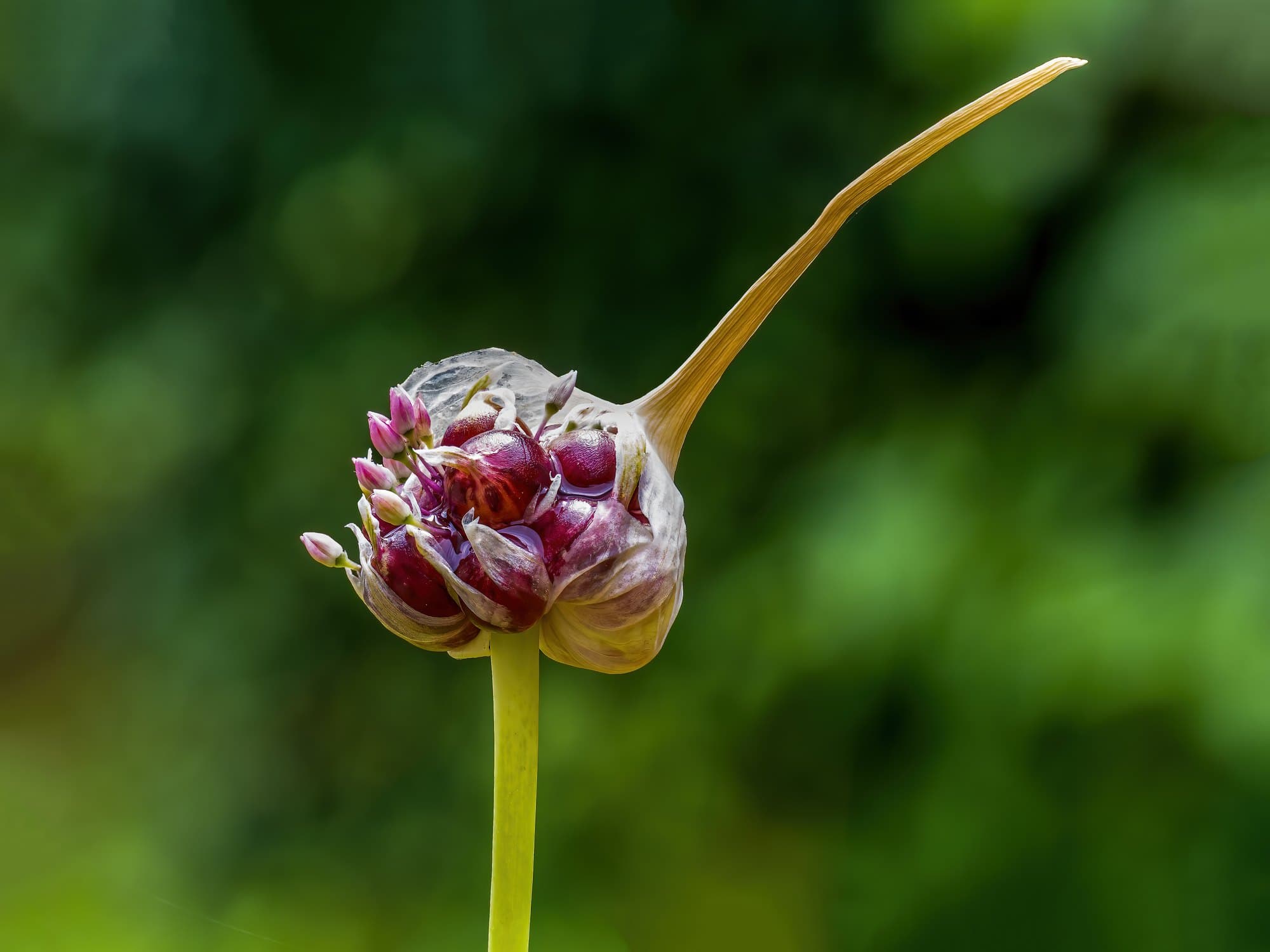 A garlic flower head of small purple flowers and bulbils on a curving scape