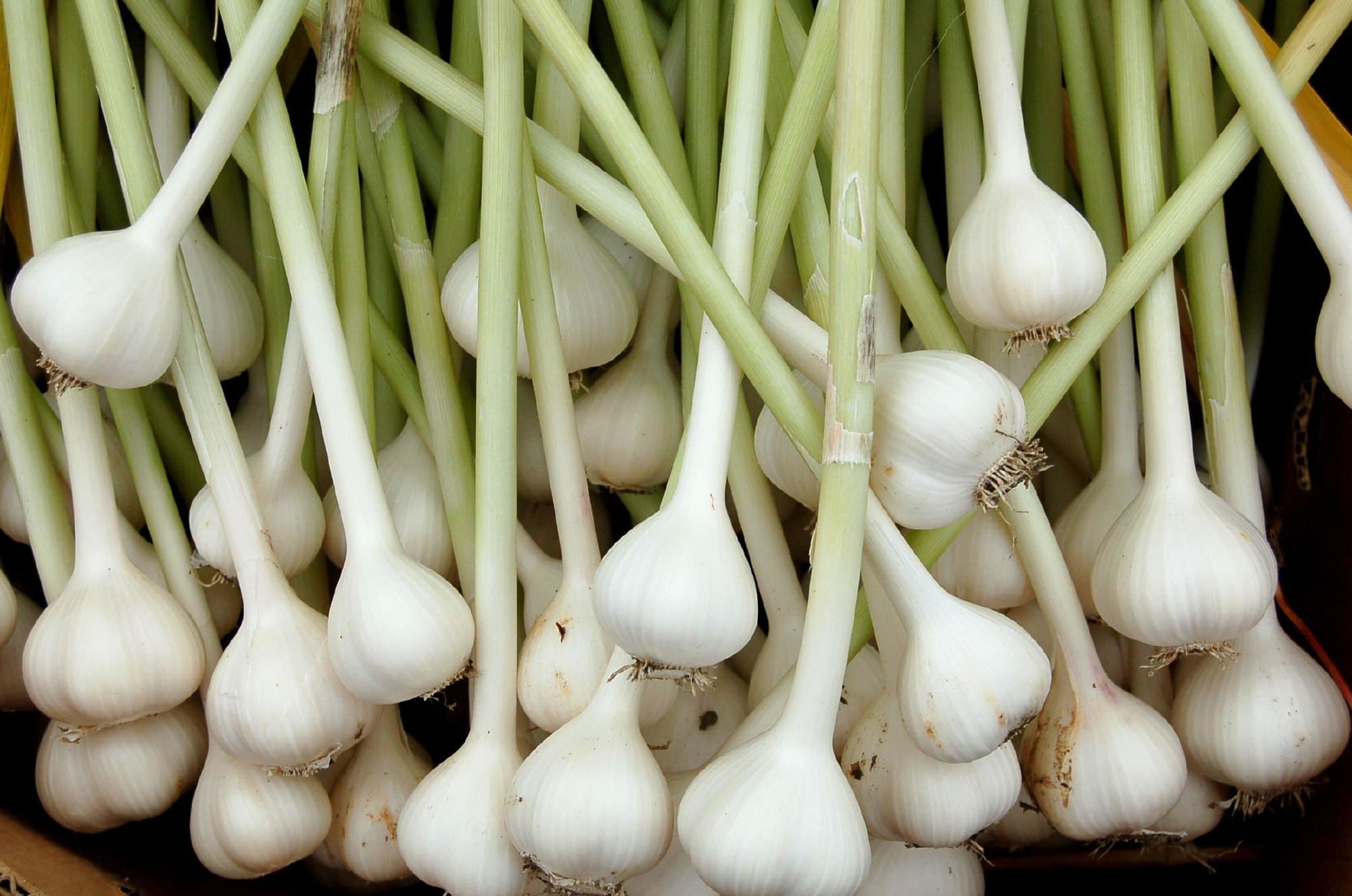 Freshly lifted garlic bulbs with white skins and green stems laid in a bunch