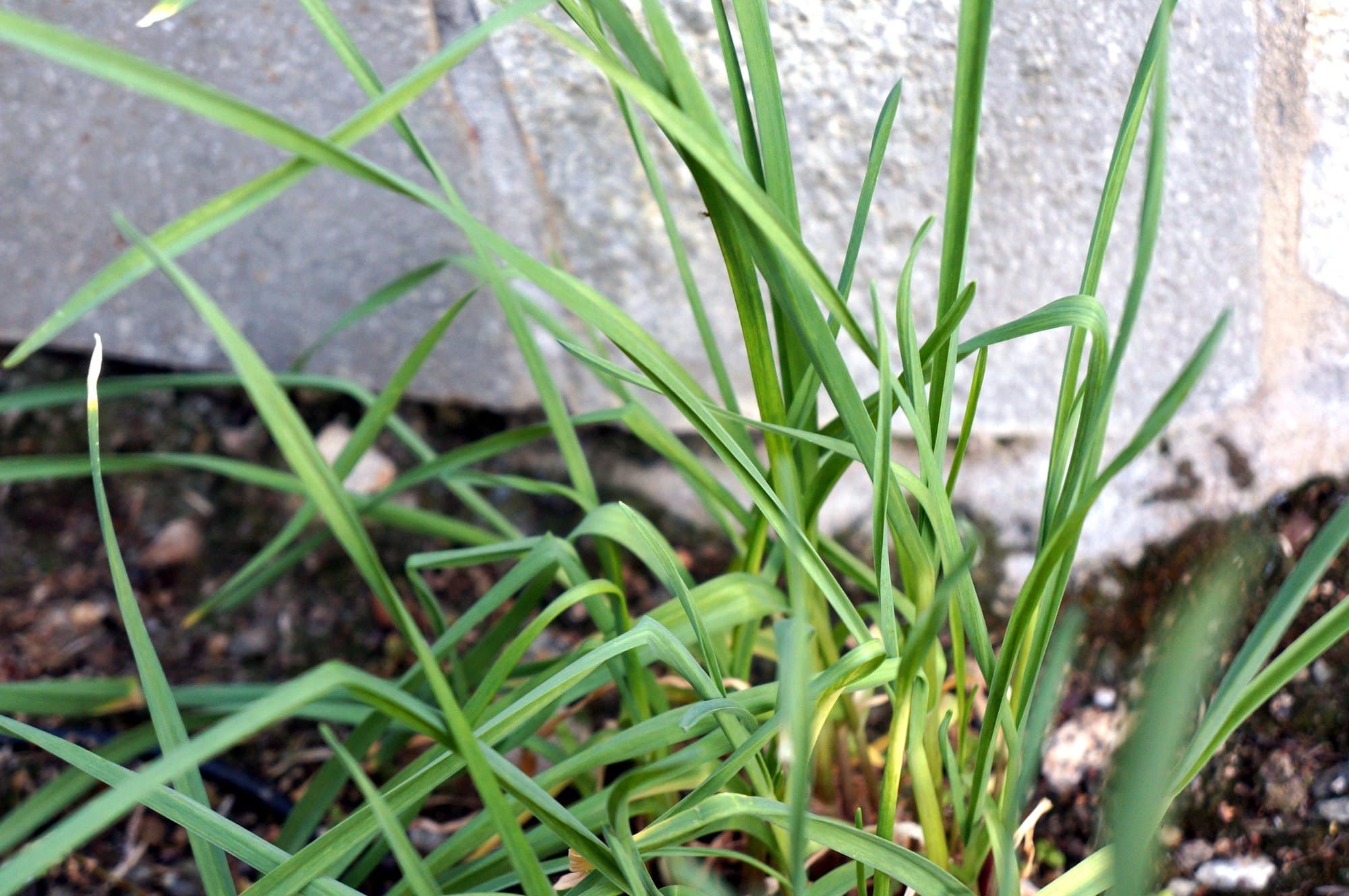 Young garlic plants with flat strap-like leaves growing in a garden bed