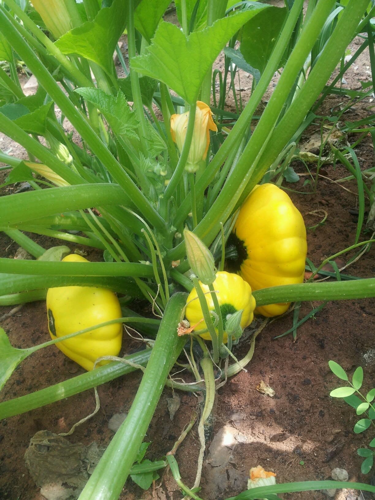 Yellow patty pan squashes with scalloped edges growing at the base of a plant with large leaves