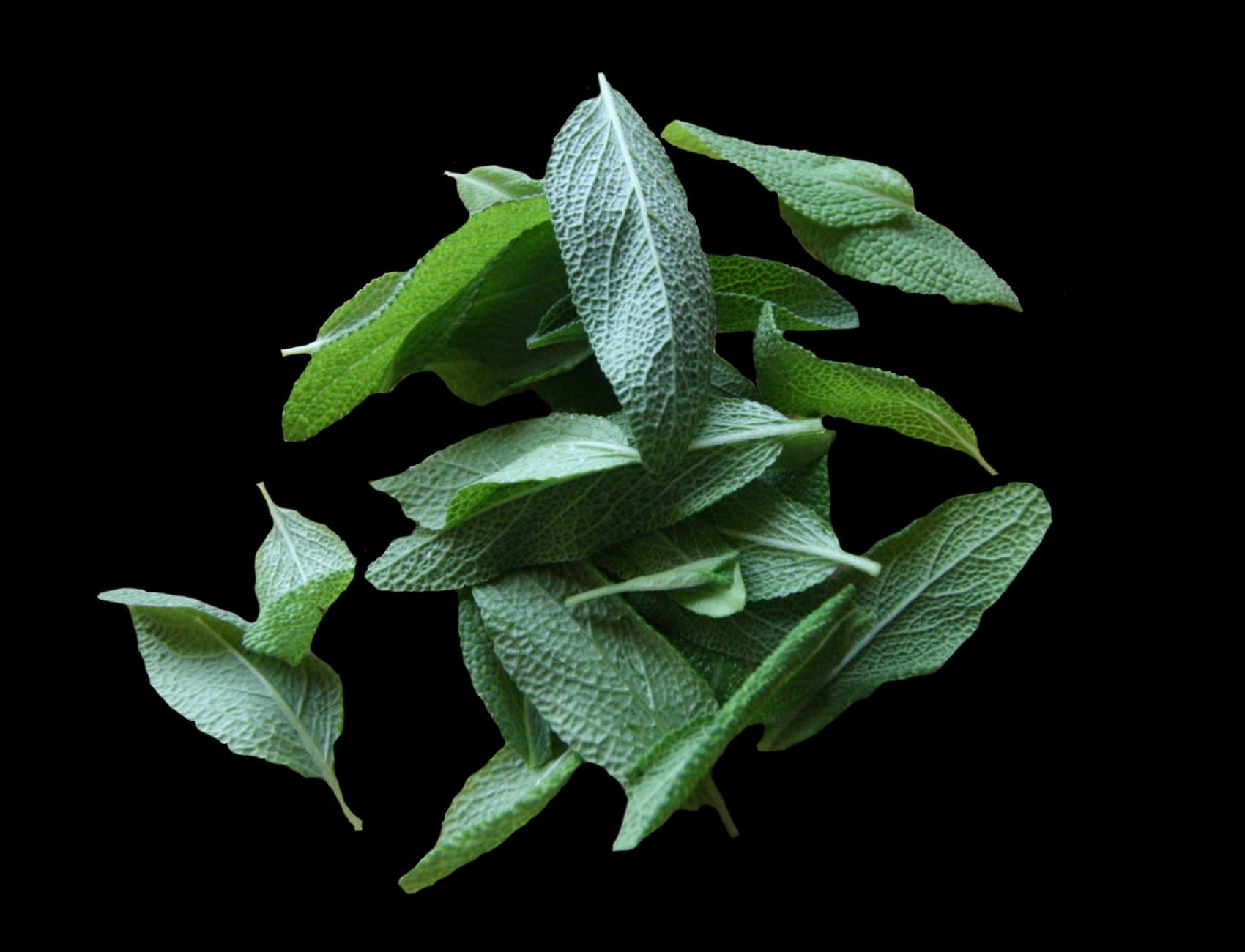A small pile of cut fresh sage leaves on a white background