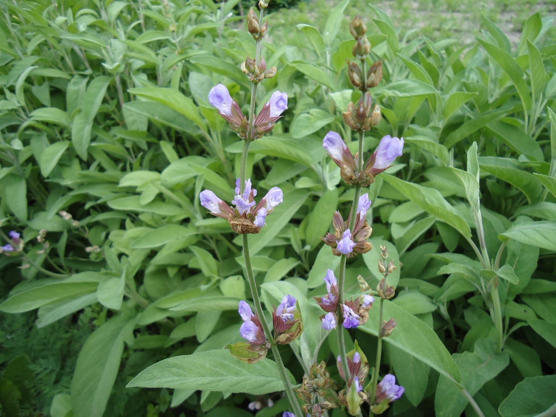 Common sage in flower with spikes of violet-blue two-lipped flowers above the leaves