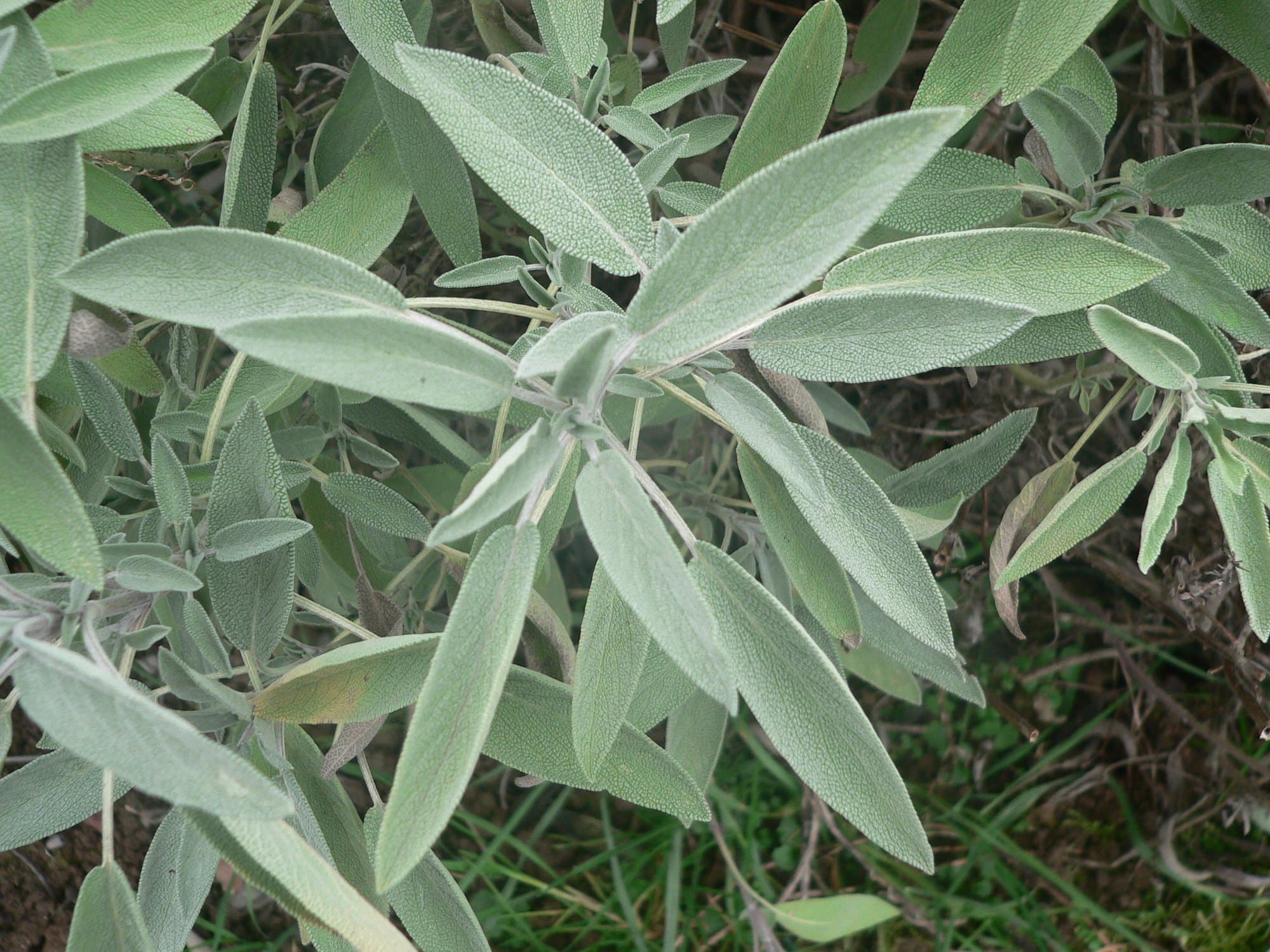 Close view of common sage leaves showing the finely wrinkled, downy grey-green surface