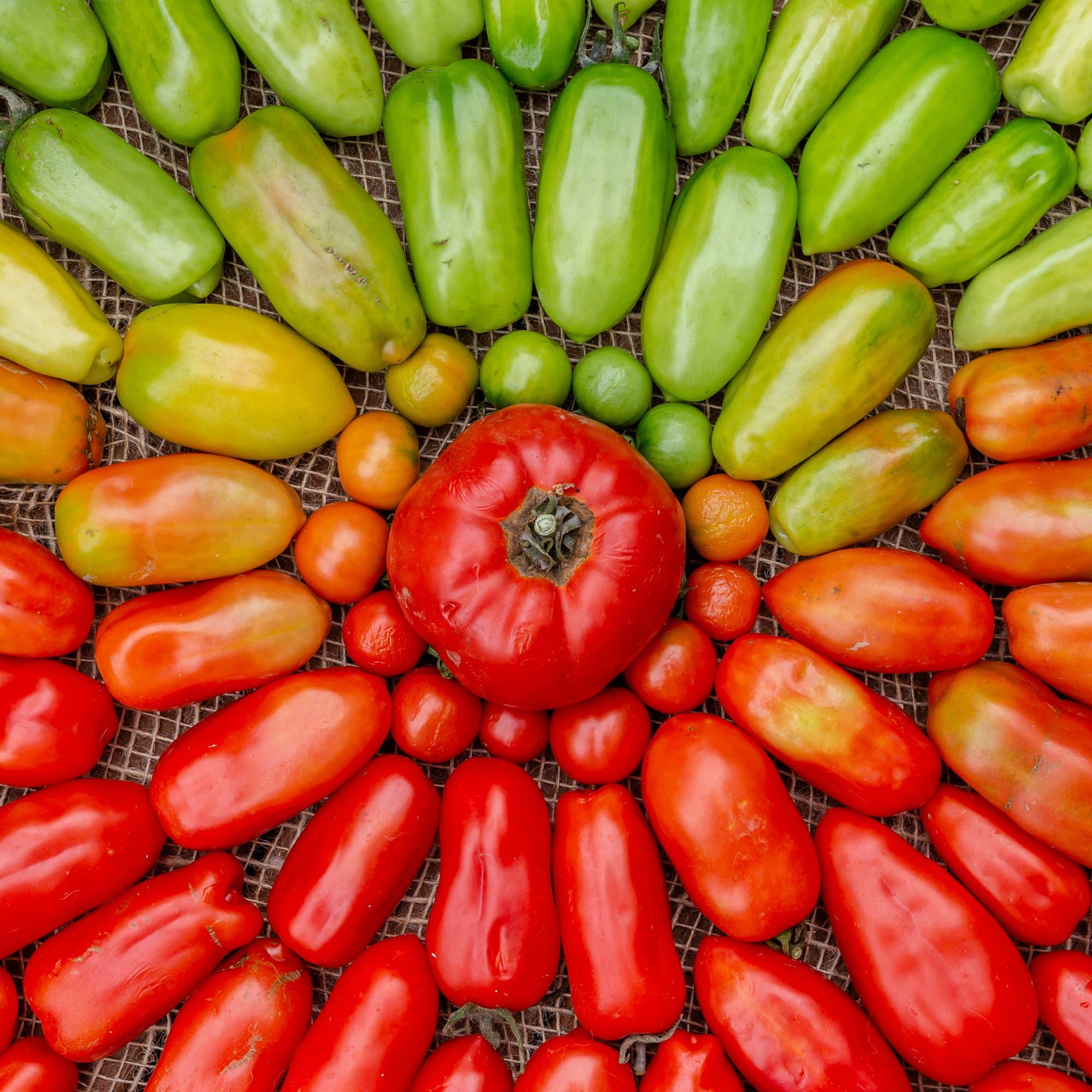 Home-grown tomatoes arranged in rings from green and unripe at the edge to fully red and ripe at the centre