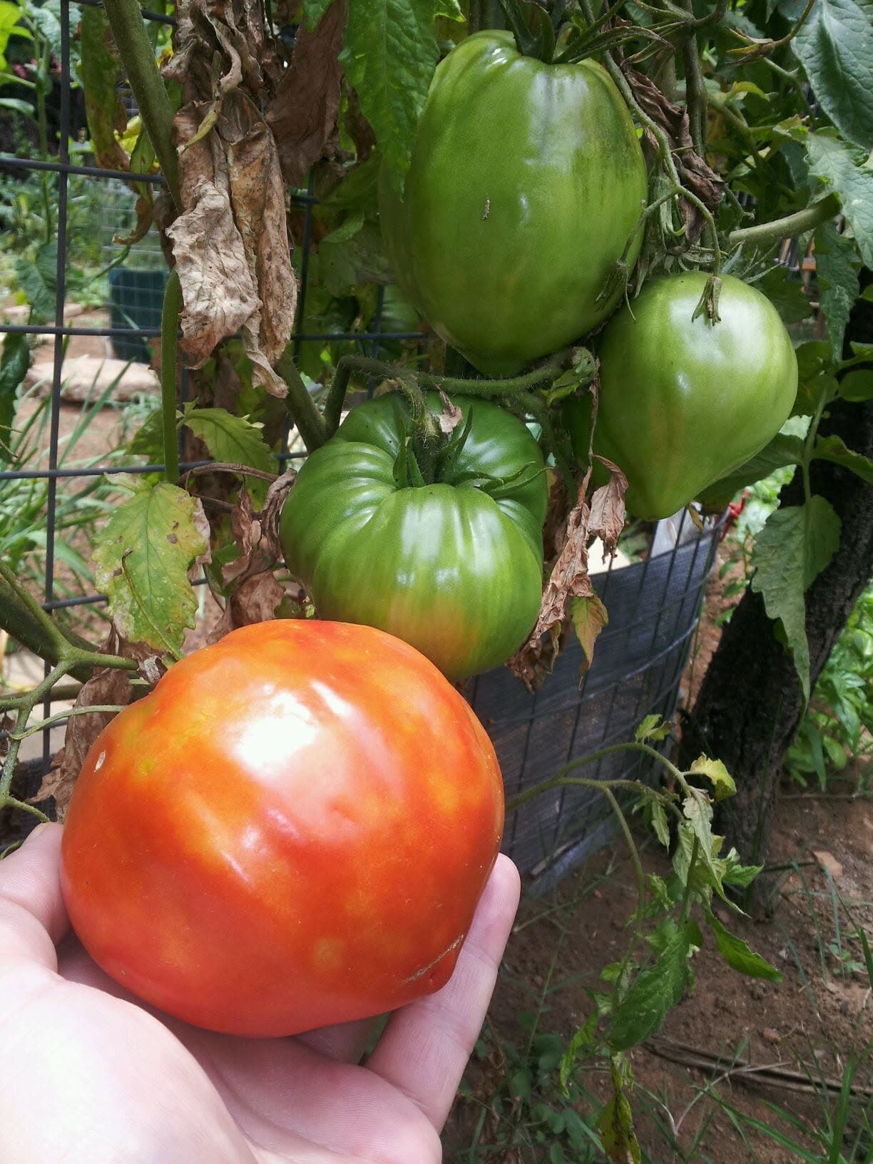 One red tomato ripening beside green ones on the same plant
