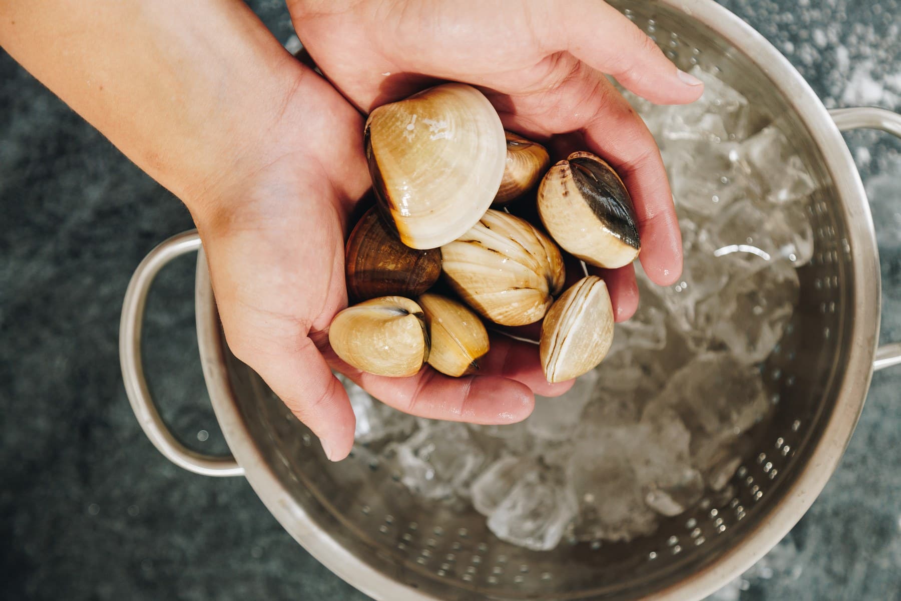 A handful of clams in the shell held over a colander of ice