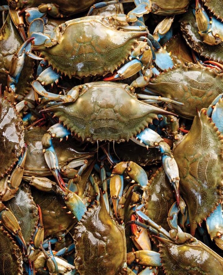 A pile of live green and blue crabs