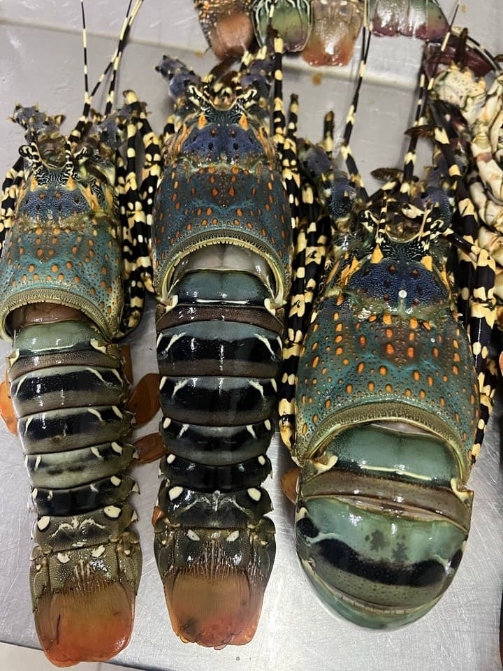 Three whole raw lobsters with mottled green and blue shells laid side by side