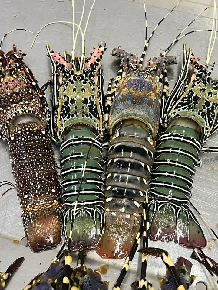 Four whole raw lobsters of mixed brown and green colouring with long antennae
